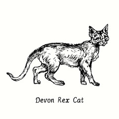 Devon Rex Cat standing side view. Ink black and white doodle drawing in woodcut style.