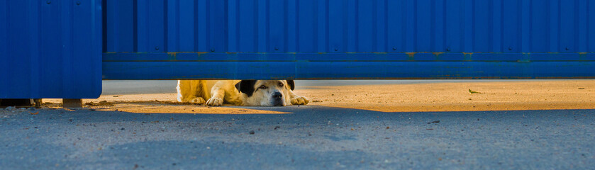 a dog peeps out from under a blue iron fence