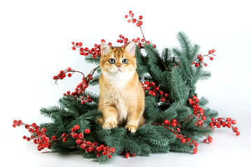 Cute, funny British ginger kitten posing in Christmas wreath. Isolated on white background. Concept of a year of the tiger, new year layout with beautiful cat and decorative Christmas tree, winter