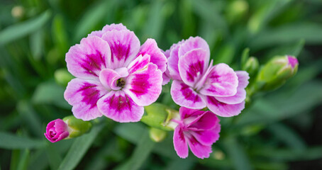 Fototapeta na wymiar Fioletowe kwiatki na tle trawy