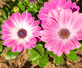 Piękne różowo białe kwitnące kwiaty © Tadeusz