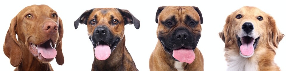 Portrait of beautiful animals in a collage