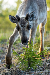 Curious young domestic reindeer  on a bright summer morning near Kuusamo, Finland, Northern Europe	