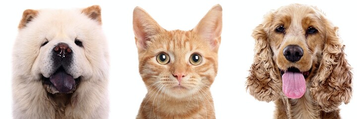 Portrait of beautiful animals in a collage