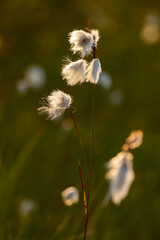 Common cottonsedge (Eriophorum angustifolium) growing in wetland in Finnish nature