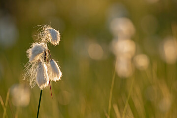 Common cottongrass (Eriophorum angustifolium) growing in wetland in Finnish nature