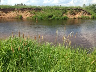 landscape with little river and grass 
