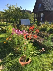 garden with the flowers and the house