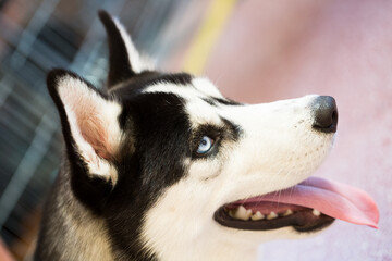 Siberian Husky Portrait of thoroughbred Siberian Husky dog