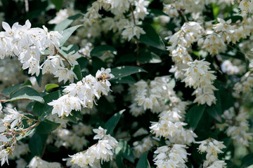 branch of a tree with flowers