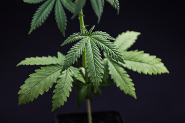 marijuana leaf or cannabis plant