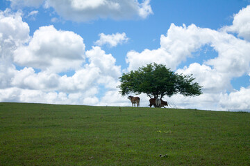 Cattle in the shade of tree