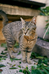Naklejka na ściany i meble Tabby cat stands on a tile near a stone bench