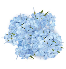 Blue Phloxes. Flowers. Vector illustration