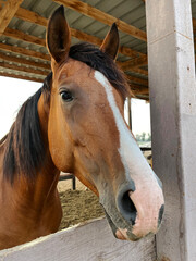Obraz premium Portrait of brown horse peeking out from behind the fence.