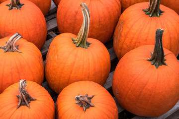 Big pumpkins on sale in a farm product market. Selective focus.