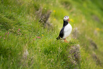Close up of an atlantic puffin on the edge of a grassy cliff. Westman Islands, Iceland