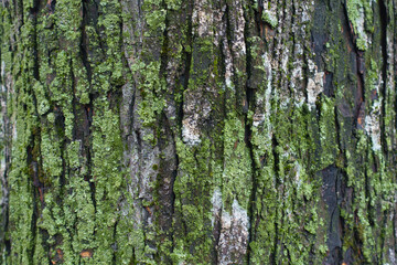 Background - bark of tree covered with lichen and moss