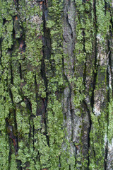 Backdrop - tree bark covered with lichen and moss
