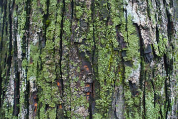 Fototapeta premium Bark of tree covered with green lichen and moss