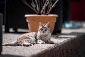 cat on the sill