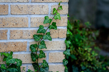 ivy on the wall