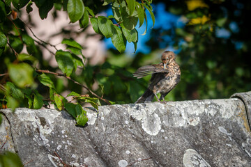 sparrow on a tree
