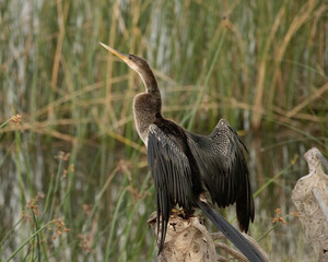 Captiva's Anhinga