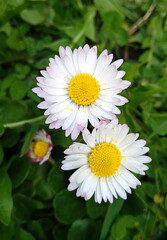 Fototapeta premium white daisy flower