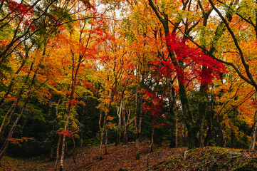 Colored leaves in Japan