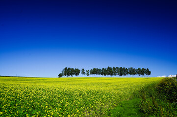 Canola field and blue sky in Japan