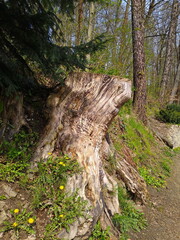 Fototapeta na wymiar stump in the park