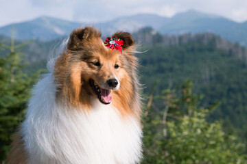 Cute, fur sable white shetland sheepdog, small collie  outdoor portrait with traditional mountain flower on summer time. Sheltie, lassie dog with background of forest and beautiful mountains, hills