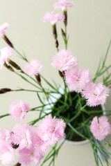 Pink small carnations in a vase, top view