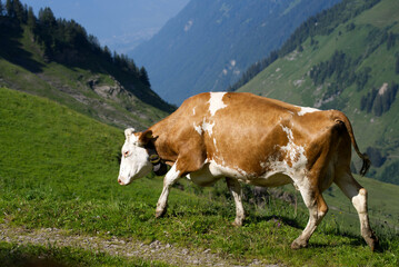 Fototapeta na wymiar Milk cow at mountain Brienzer Rothorn on a beautiful sunny summer morning. Photo taken July 21st, Flühli, Switzerland.