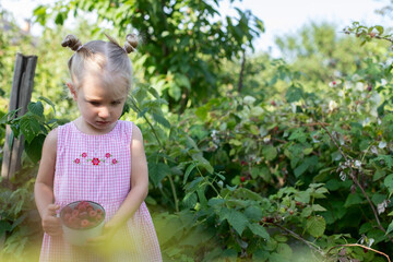 A little girl collects raspberries