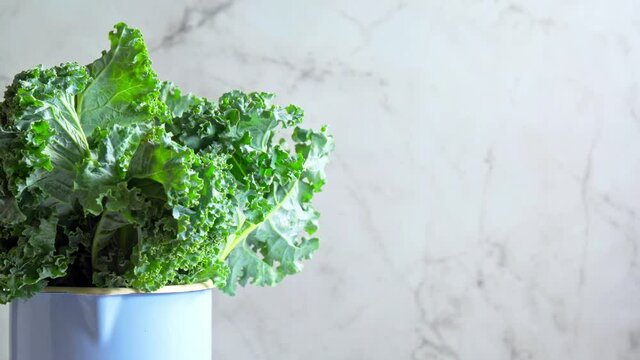 Curly green kale on light background with copy space rotation