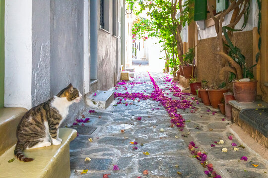 Cat On a Street Of Parikia
