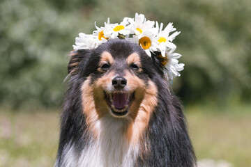 Beautiful sable white shetland sheepdog, small collie lassie dog outside portrait with poppy and chamomile midsummer circlet of flowers. Happy midsummer celebration postcard with smiling sheltie  - obrazy, fototapety, plakaty