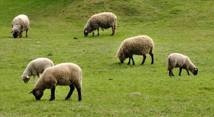 Sheep grazing in the meadow. © Adam