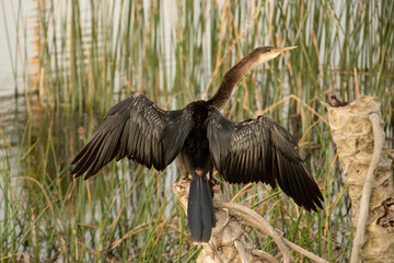 Captiva's Anhinga