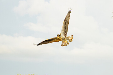 Ospray in Flight