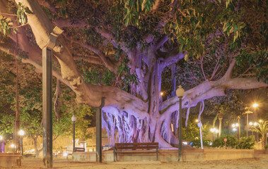 giant ficus trees in the picturesque Gabriel Miro square with night lighting.Alicante, Spain.