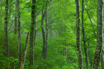 奥胎内ブナ林