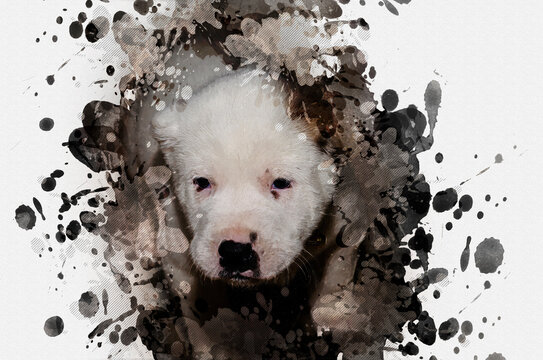 Cute white puppy with a black nose. Three-month-old Turkmen Alab