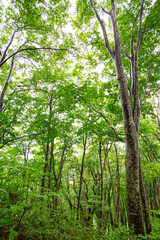 Obraz premium 奥胎内ブナ林