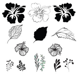 Hibiscus flowers, floral, leaf, vector pattern or illustration design