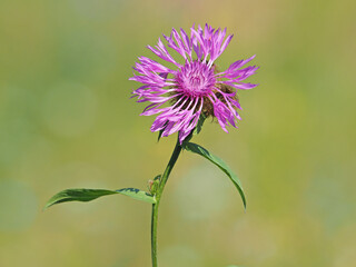Purple flower of Wig knapweed, Centaurea phrygia 