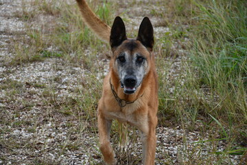 dog, pets, animal, outdoors, cute, canine, purebred dog, mammal, nature, puppy, german shepherd, domestic animals, looking, one animal, portrait, 