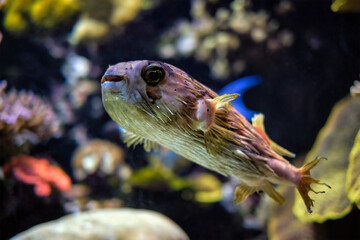 Long-spine porcupinefish underwater in sea